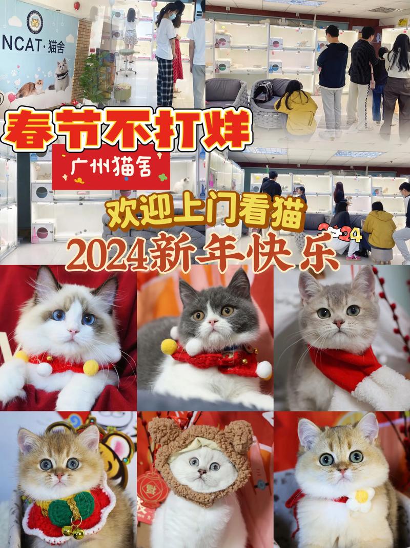 网飞猫ncat下载图标