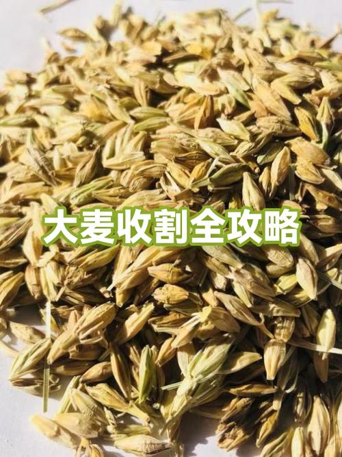 女人吃大麦的6大害处图标