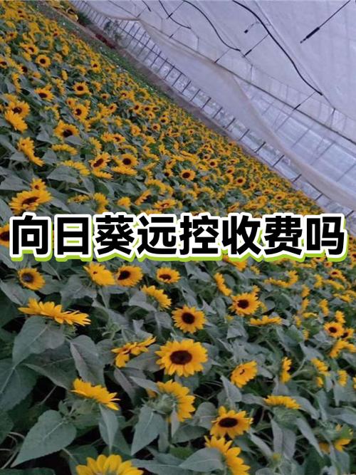 向日葵退出了还能控制