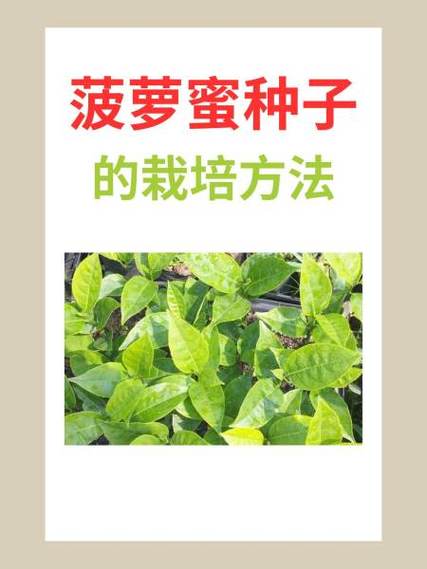 菠萝蜜的种植方法