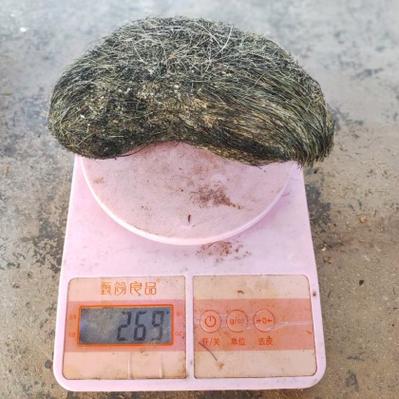 猪宝是什么价格多少钱