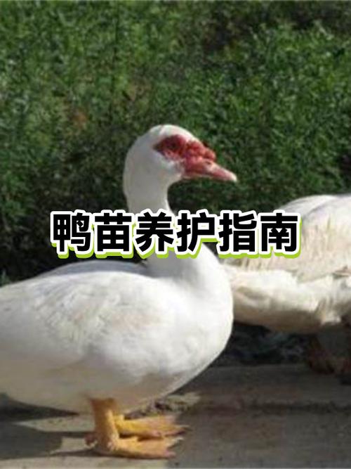 1—7天鸭苗喂什么药