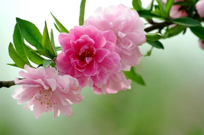 樱花校园最豪华舞蹈室
