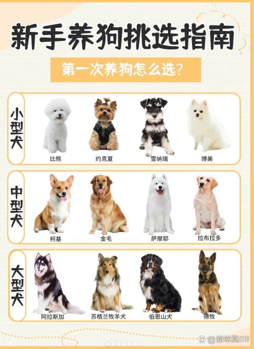 养狗对家庭风水好吗