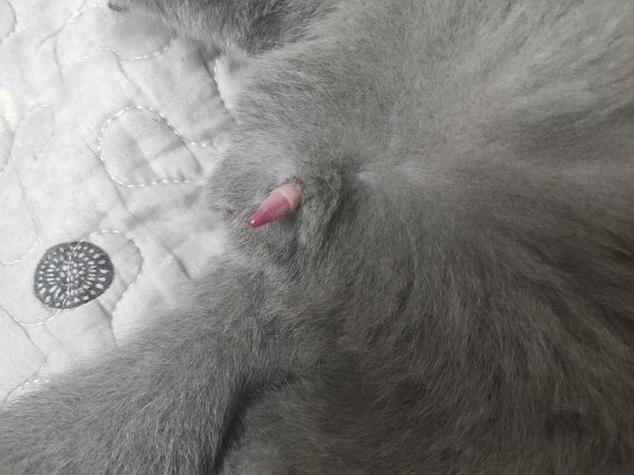 2个月的猫丁丁缩略图