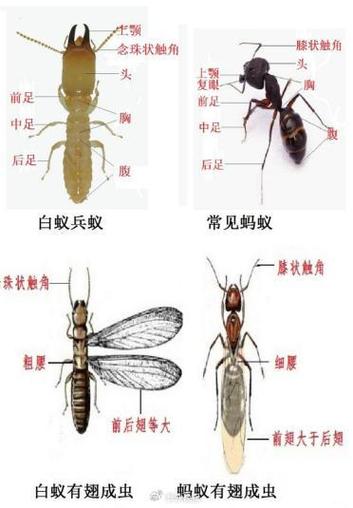 白蚁属于什么昆虫