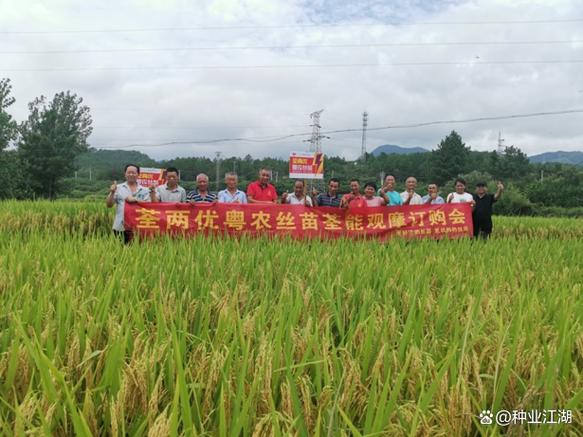 Q两优粤农丝苗是正规品牌吗