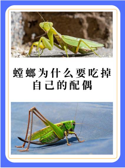 螳螂的营养价值