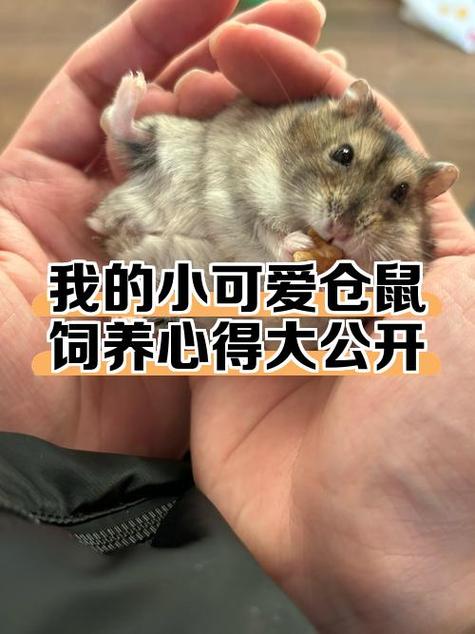 怎样养小仓鼠又简单又让他健康