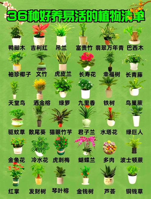 迎门植物第一名