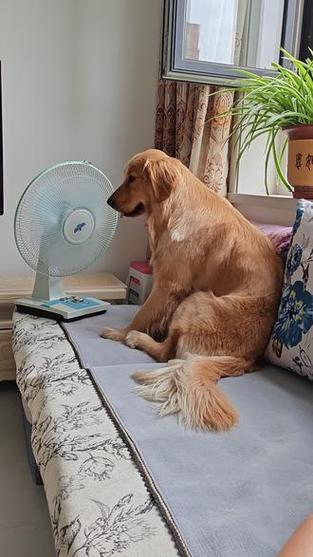狗怕热吗夏天在室外截图