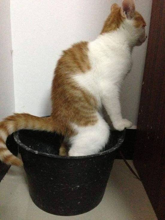 猫猫乱拉屎怎么纠正