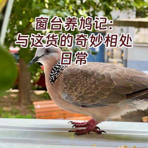 鹦鹉不请自来要养吗截图