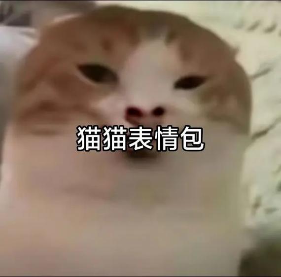小辫子表情符号和猫咪表情哪个好用