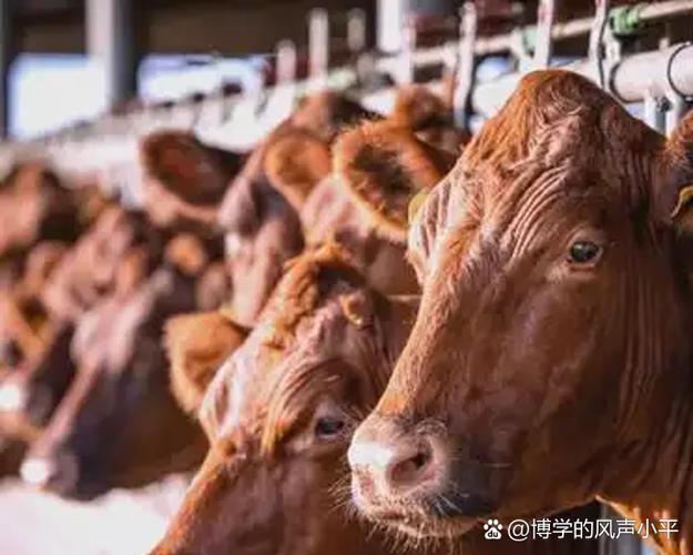 5号病毒牛怎么处理