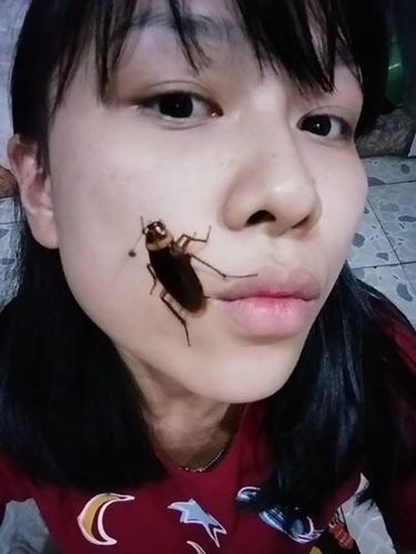 小强挑战答题助手下载