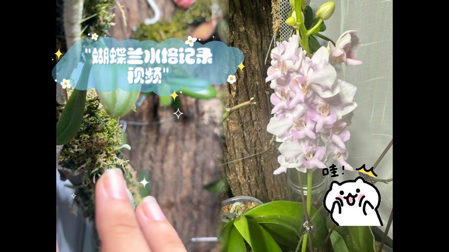 蝴蝶兰栽培方法视频