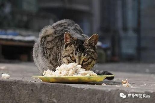 猫能不能吃米饭截图