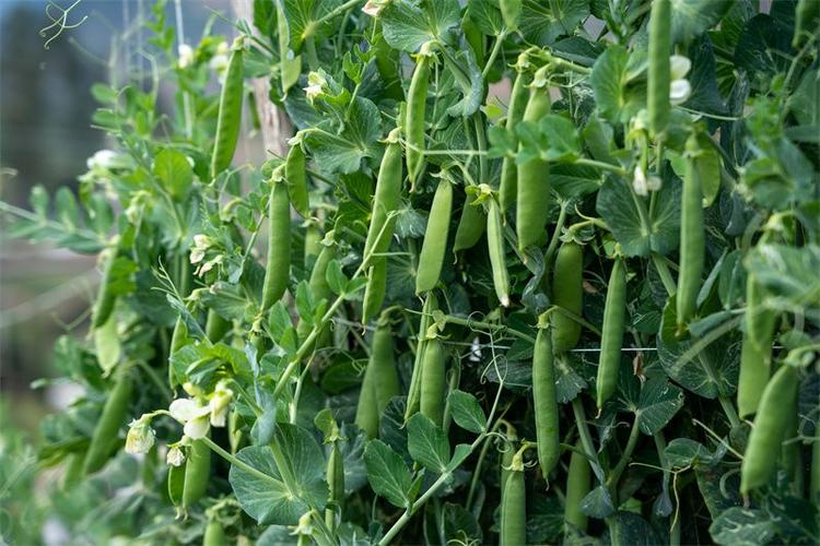大豌豆和小豌豆