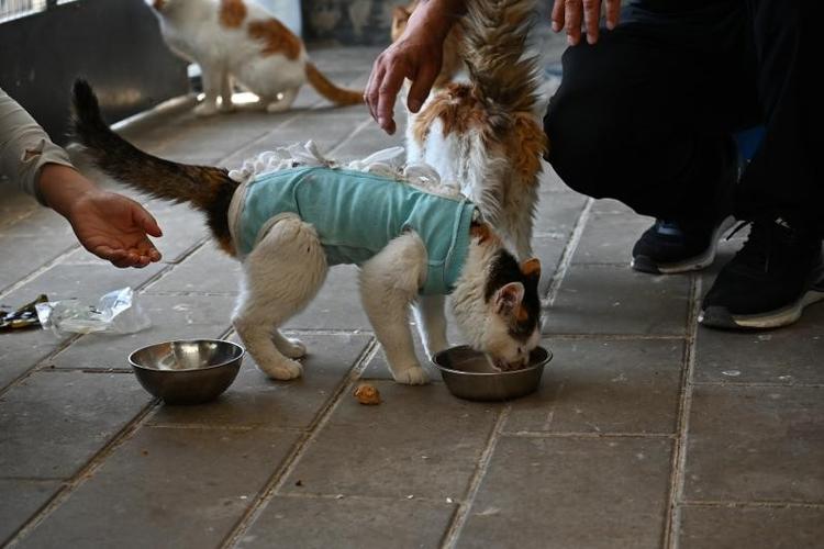 猫咪救助