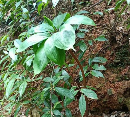 七片叶子的植物大全