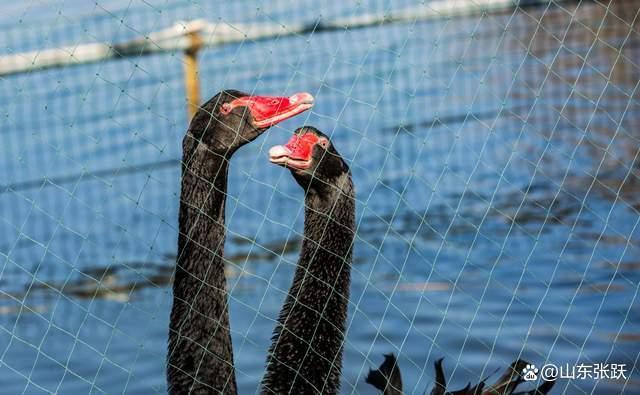 鹅英文goose