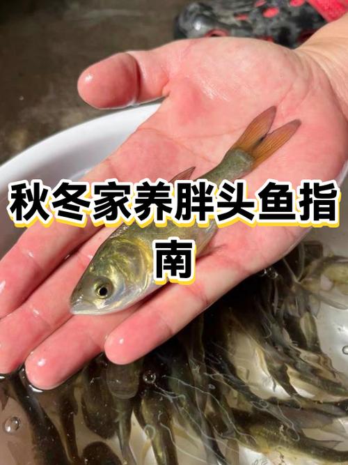 胖头鱼的禁忌人群