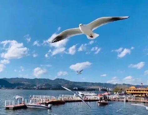 海鸥的寿命一般多少年图标