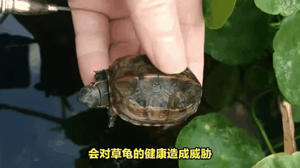 养龟十大禁忌