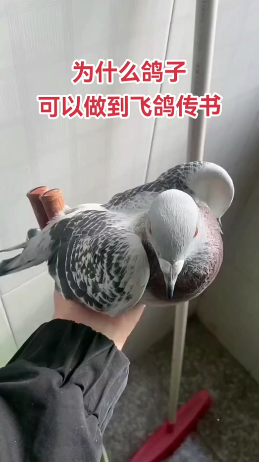 飞鸽传书和飞鸽飞信哪个好