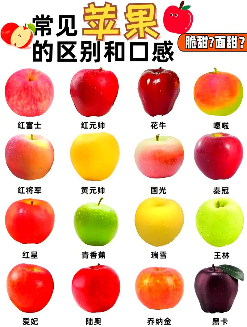 苹果13后面四个孔图解图标