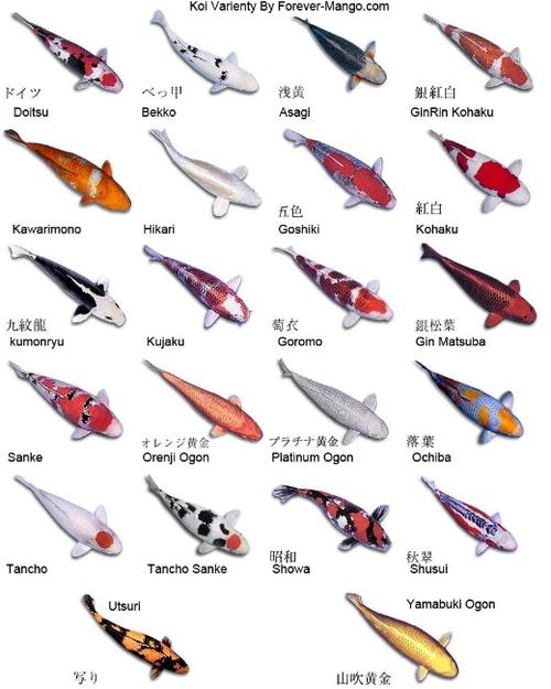 锦鲤的介绍和特点