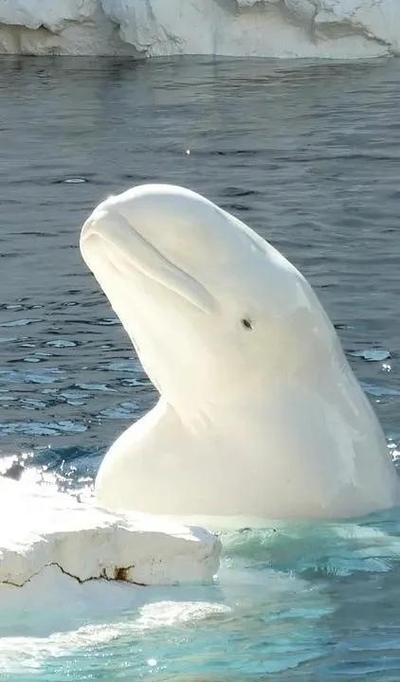 白鲸图标