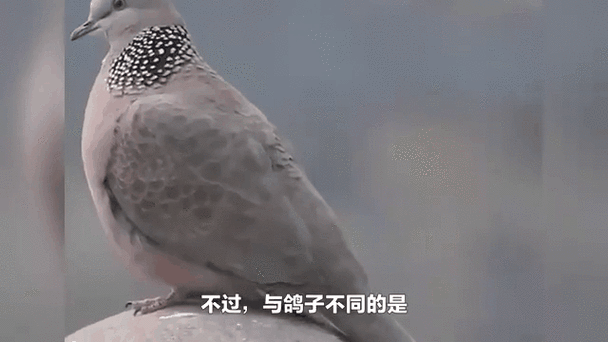 跟鸽子很像的鸟是什么截图