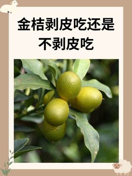 金桔去皮吃还是不去皮图标