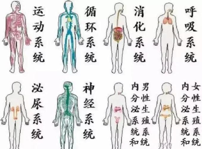 八大系统的组成结构和功能截图