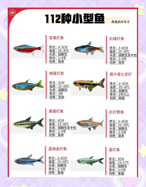 小观赏鱼种类