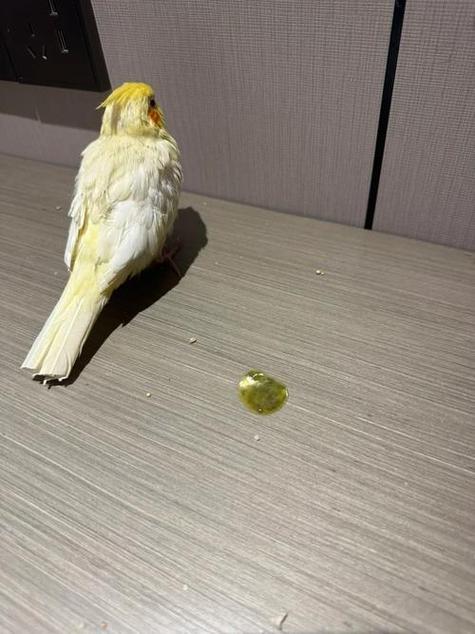 鹦鹉瘫痪了怎么办截图