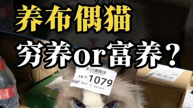 布偶猫穷养能养吗