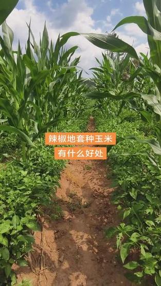 辣椒套种玉米图片游戏截图