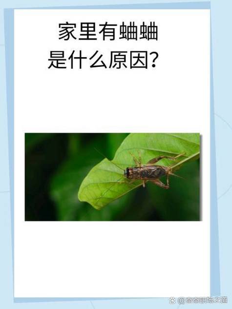 楼房有蛐蛐图标