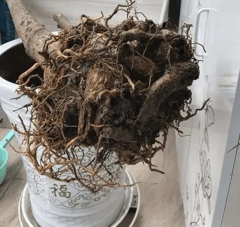 怎么才能把树根快速腐烂