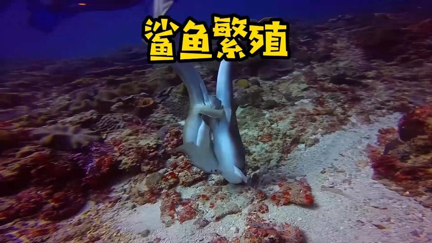 鲨鱼怎么繁殖后代缩略图