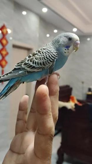 虎皮鹦鹉1一6个月变化