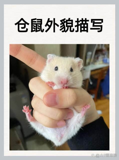 仓鼠的外貌特征图标