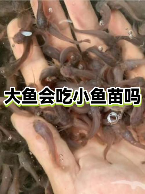 大鱼会吃小鱼苗吗