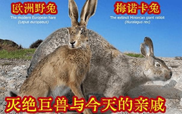 兔子品种大全及图片价格