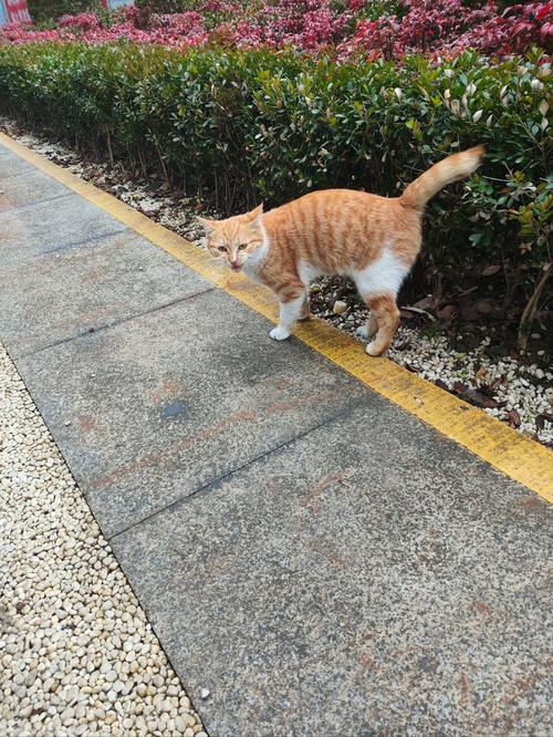 小桔猫官网