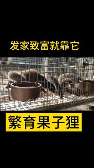 果子狸叫声诱捕