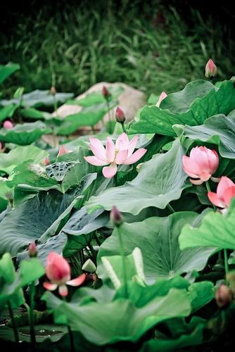 蜂蝶不知春已去,又衔花瓣到兰房